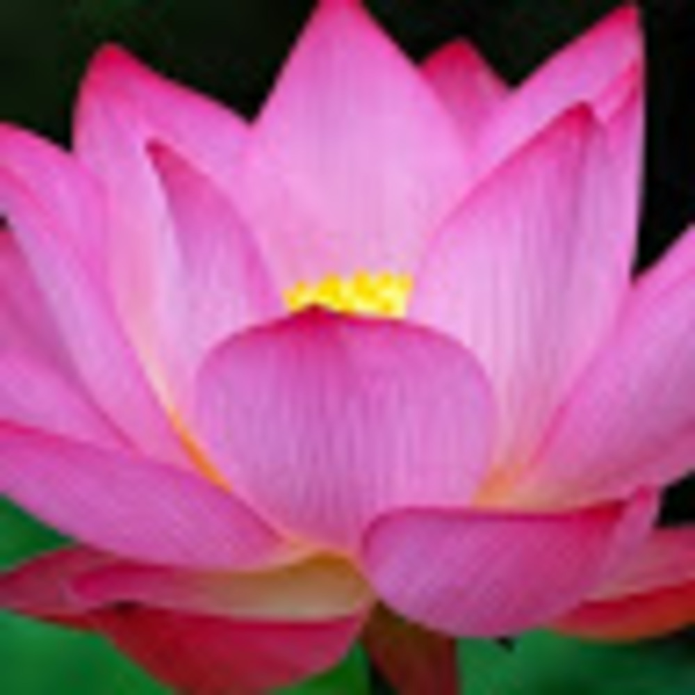 Meet your Posher, Lesly